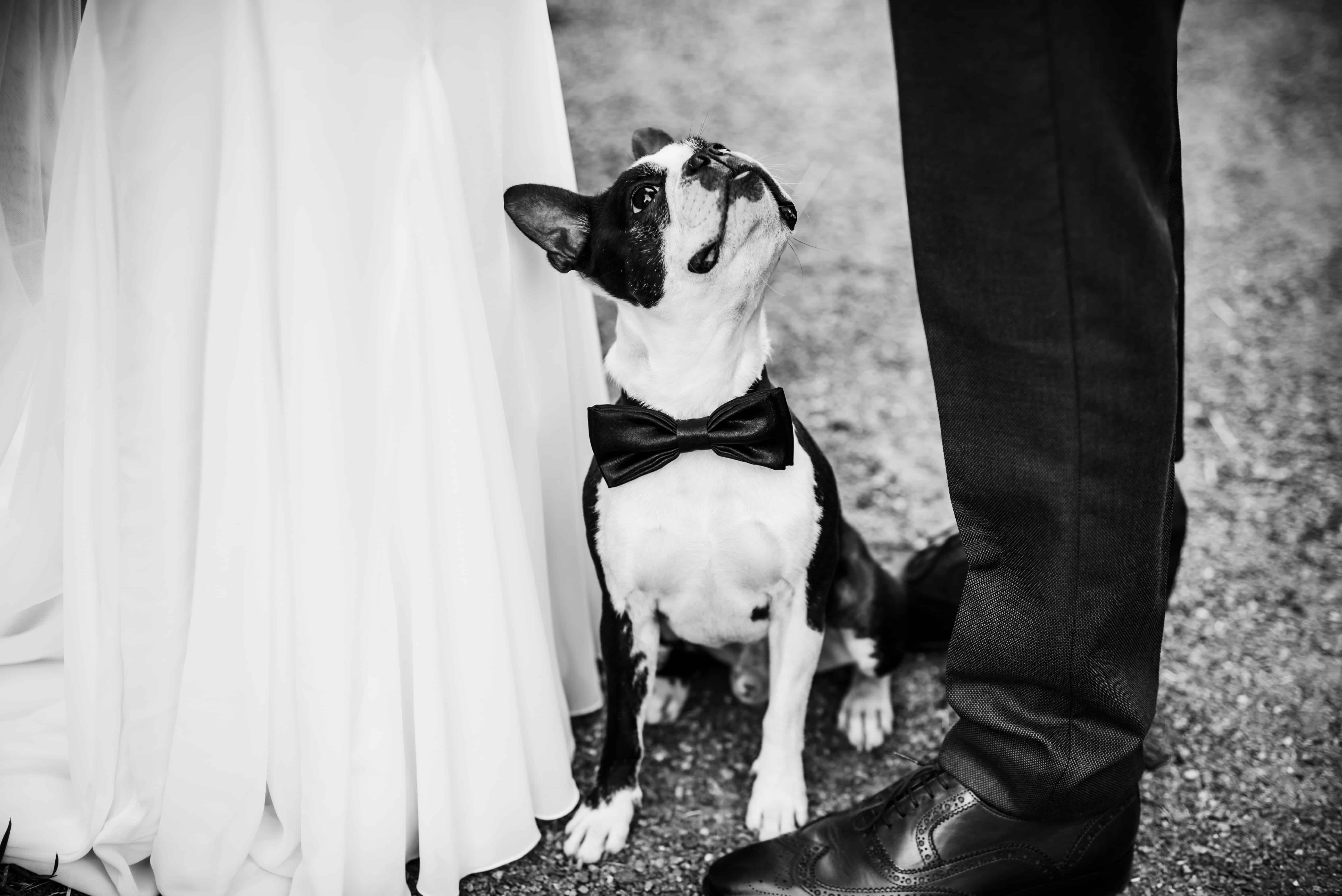 Hochzeit Haustier Hochzeit Haustier